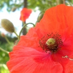 Immagine di MARZIANO FAVARO