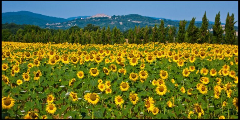 panorama di monticiano con girasoli by guillen perez flickr 768x385