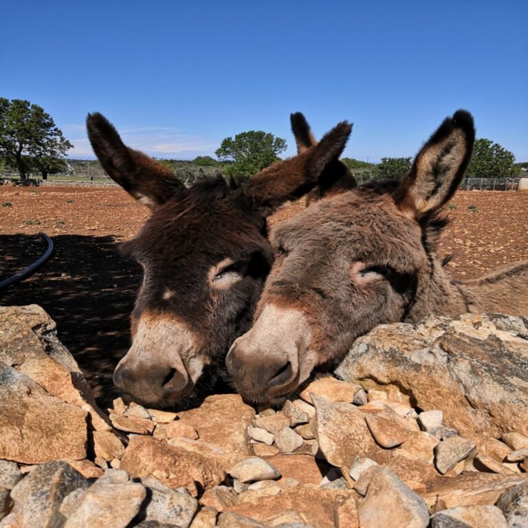 PUGLIA ON BIKE ebike excursions Alberobello 9 768x768