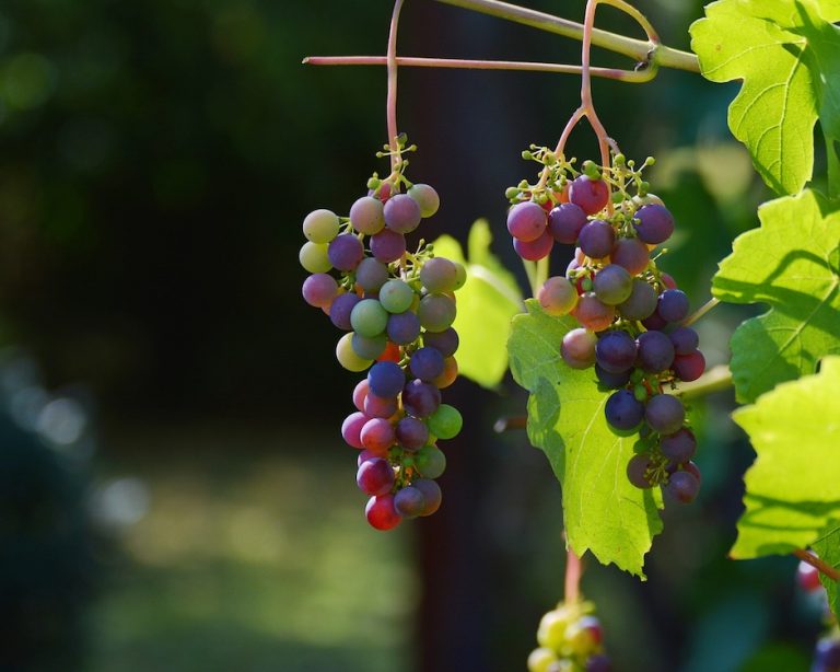 grapes 1659118 1280 768x614