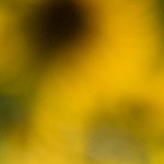 Picture of Alberto Tacconi