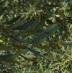 Immagine di andrea diomedi camassei